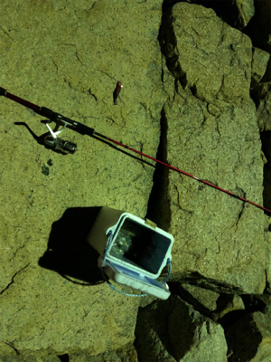 二神島 エギング