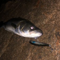 粘りのシーバス