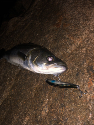 粘りのシーバス