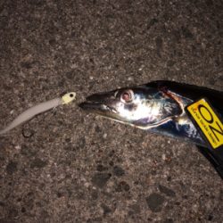 今季初タチウオ