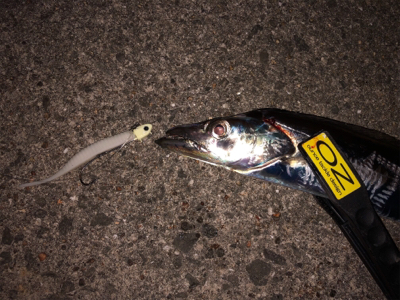 今季初タチウオ