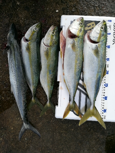 武庫一青物好調