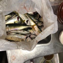 お友達と爆釣！