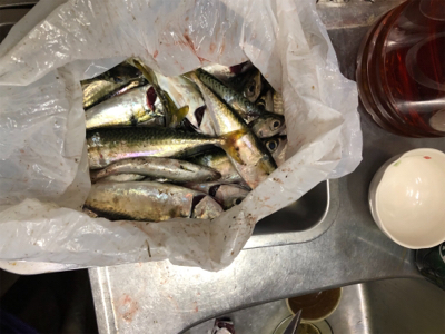 お友達と爆釣！