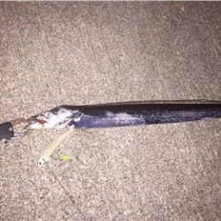 ワインド太刀魚