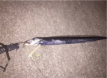 ワインド太刀魚