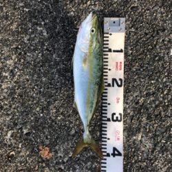 とにかくハマチ祭り