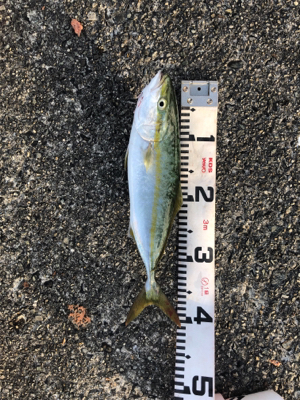 とにかくハマチ祭り