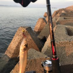 久しぶりのキス釣り(^^)