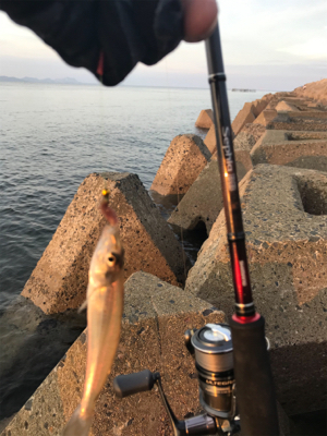 久しぶりのキス釣り(^^)