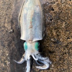 楽しいね エギング