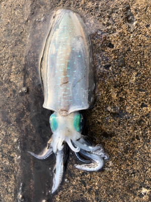 楽しいね エギング