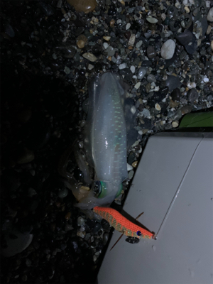 アジングとエギング