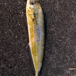 ショアジギング