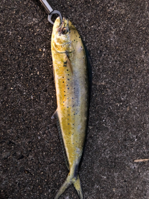 ショアジギング