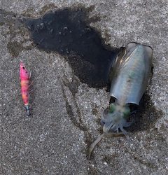 秋イカエギング調査