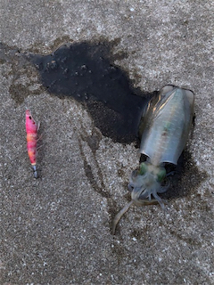 秋イカエギング調査