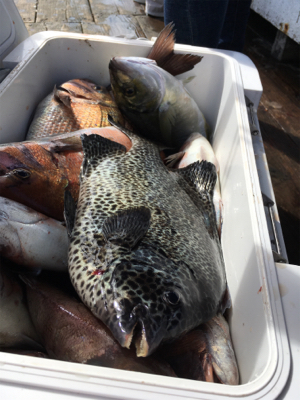 ファミリーフィッシング