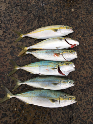 太刀魚狙いのつもりが。。