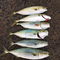 太刀魚狙いのつもりが。。