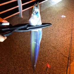 キャンプフィッシング