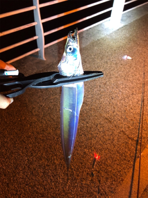 キャンプフィッシング