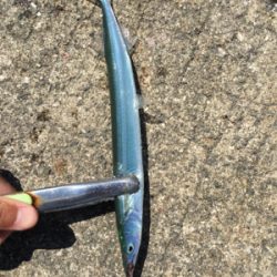 こんなに釣れて良いんですか