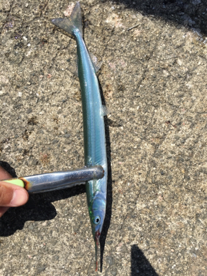 こんなに釣れて良いんですか