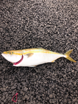 今シーズンの初タチ