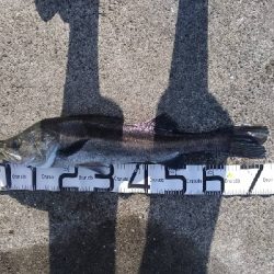 9/29釣果スズキ74太刀魚指4本