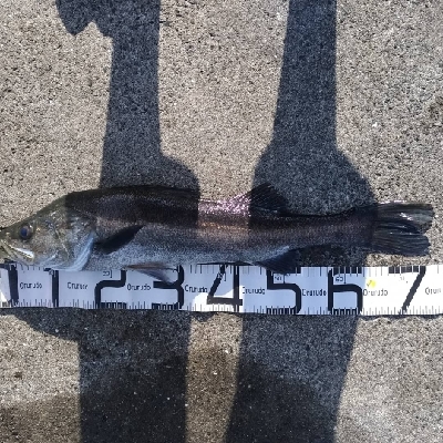 9/29釣果スズキ74太刀魚指4本