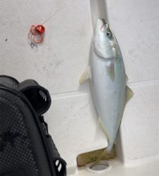 アジングでエサ釣ってからの飲ませでしたが…