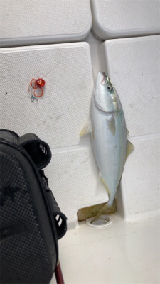 アジングでエサ釣ってからの飲ませでしたが……