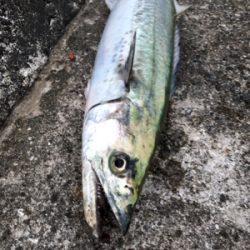 サワラって呼んでいいやんな？