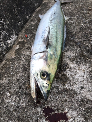 サワラって呼んでいいやんな？