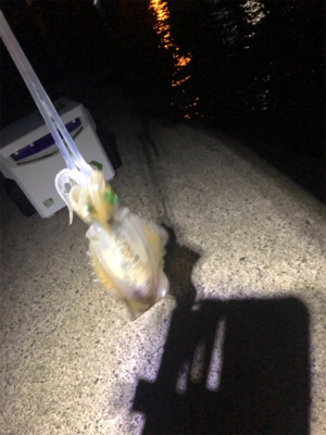 エギング初心者3回目の釣行