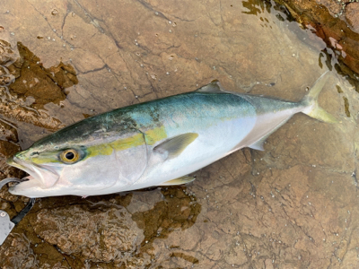 青物ミノーイング