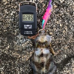 秋エギング＆ジギング