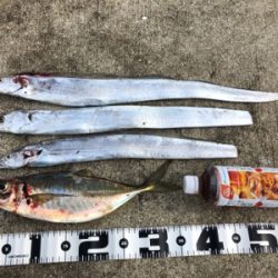 タチウオパラパラ 青物気配なし