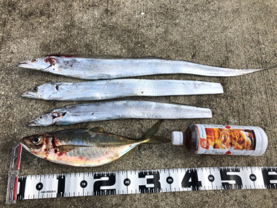 タチウオパラパラ 青物気配なし