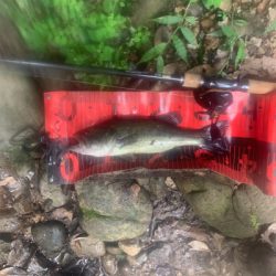 バジリスキー にて