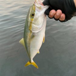 今期初遭遇、朝の時合い