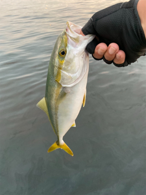 今期初遭遇、朝の時合い