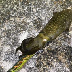 生名島エギング