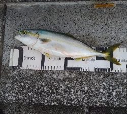 9/8釣果ツバスデカアジ豆アジメッキちゃりこ