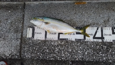 9/8釣果ツバスデカアジ豆アジメッキちゃりこ