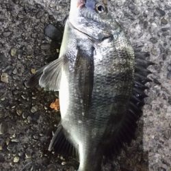 9/14釣果チヌデカアジ豆アジガシラ