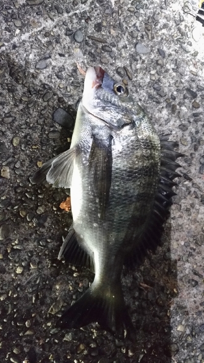 9/14釣果チヌデカアジ豆アジガシラ