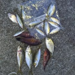 9/21釣果メッキデカアジ豆アジボラベラちゃりこ