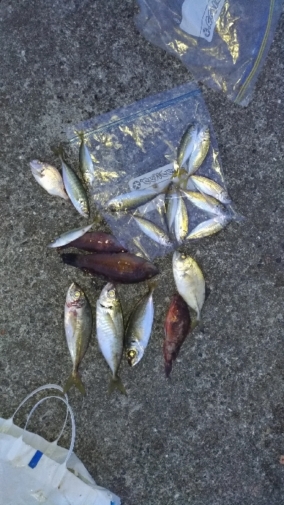 9/21釣果メッキデカアジ豆アジボラベラち…